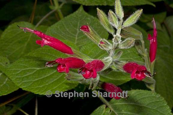 salvia tubifera 1 graphic